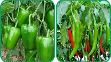 Green chilli&capsicum