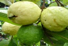 Guava cultivation