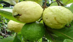 Guava cultivation