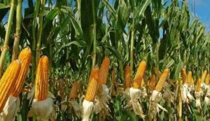 Maize cultivation