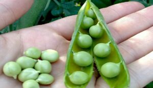 Major Diseases of Peas