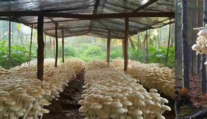 Mushroom cultivation