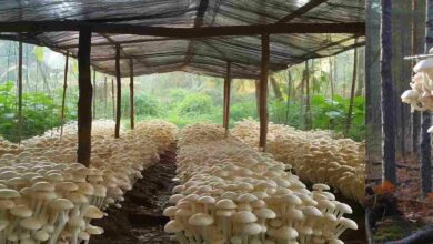 Mushroom cultivation