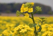 Mustard crop