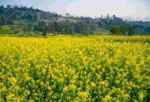 Mustard cultivation methods