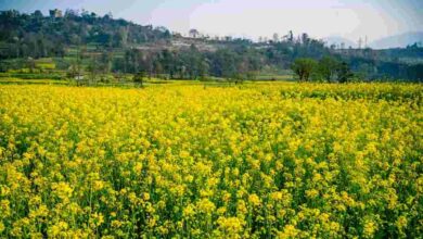 Mustard cultivation methods