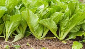  Mustard greens cultivation