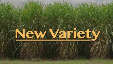 New variety of sugarcane