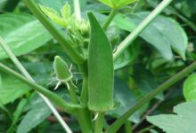 Okra cultivation