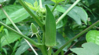 Okra cultivation