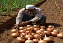 Onion farming