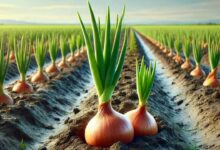 Onion cultivation