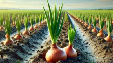 Onion cultivation