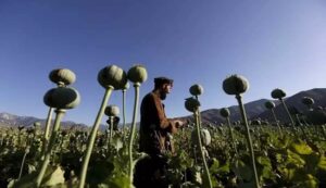 Opium cultivation