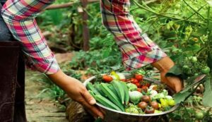 Organic farming benefits