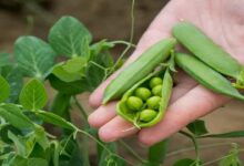 Pea cultivation