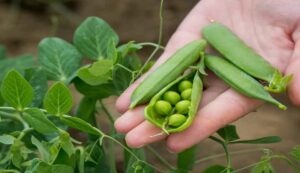 Pea cultivation