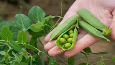 Pea cultivation