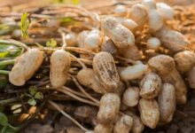 Peanut cultivation