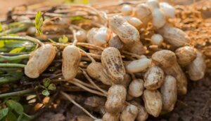 Peanut cultivation