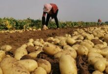 Potato farming