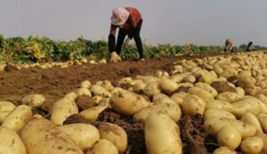 Potato farming