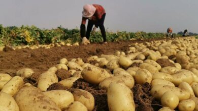 Potato farming