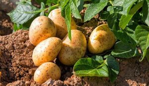 Potato cultivation