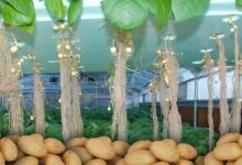 Potato cultivation