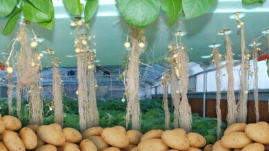 Potato cultivation