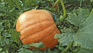 Pumpkin cultivation