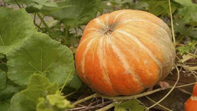 Pumpkin cultivation