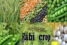 Rabi crops