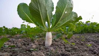 Radish cultivation