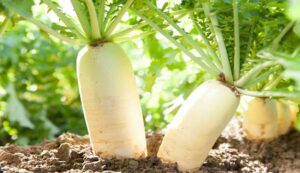 Radish cultivation