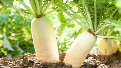 Radish cultivation