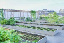 Roof gardening