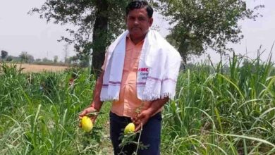 Sugarcane cultivation