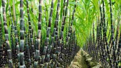 Sugarcane cultivation