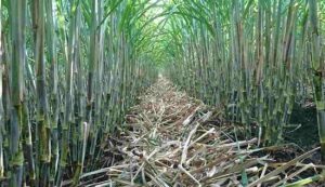 Sugarcane farming