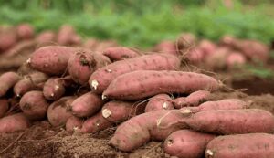 Sweet potato cultivation