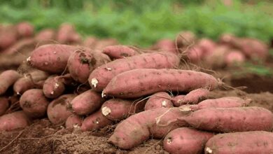 Sweet potato cultivation