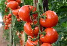 Tomato cultivation