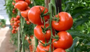 Tomato cultivation