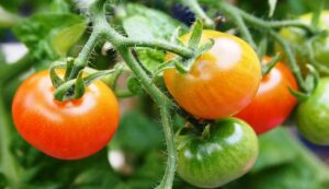 Tomato cultivation