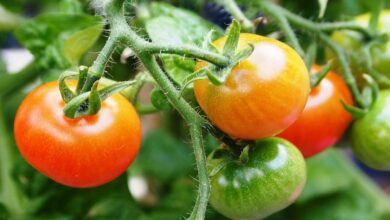 Tomato cultivation