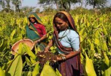 Turmeric cultivation