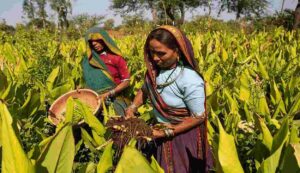 Turmeric cultivation