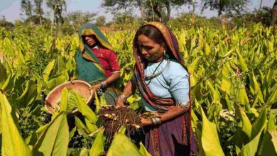 Turmeric cultivation