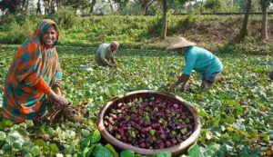 Water chestnut farming: